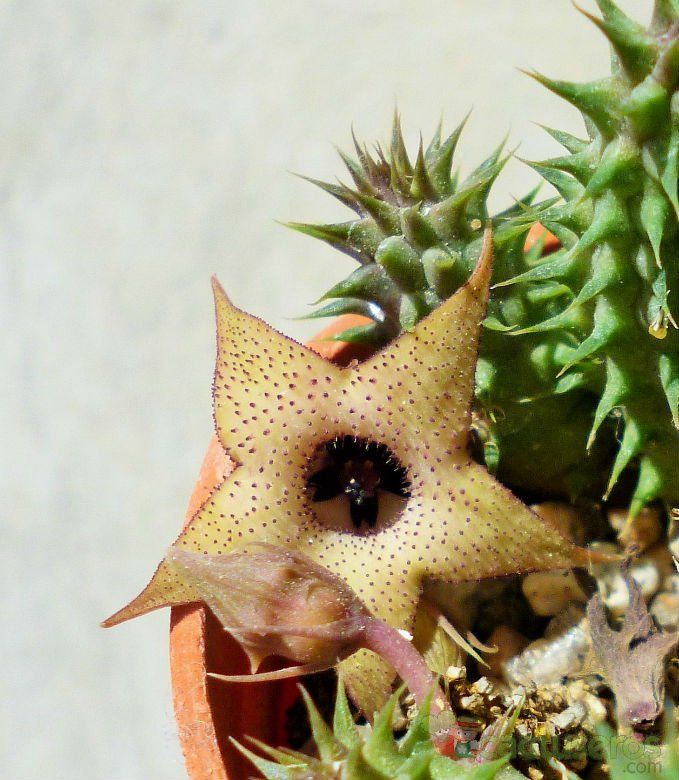 A photo of Huernia pillansii HIBRIDO