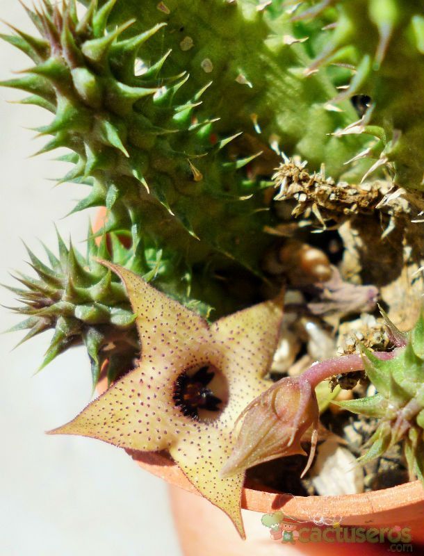 A photo of Huernia pillansii HIBRIDO