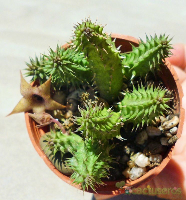 A photo of Huernia pillansii HIBRIDO
