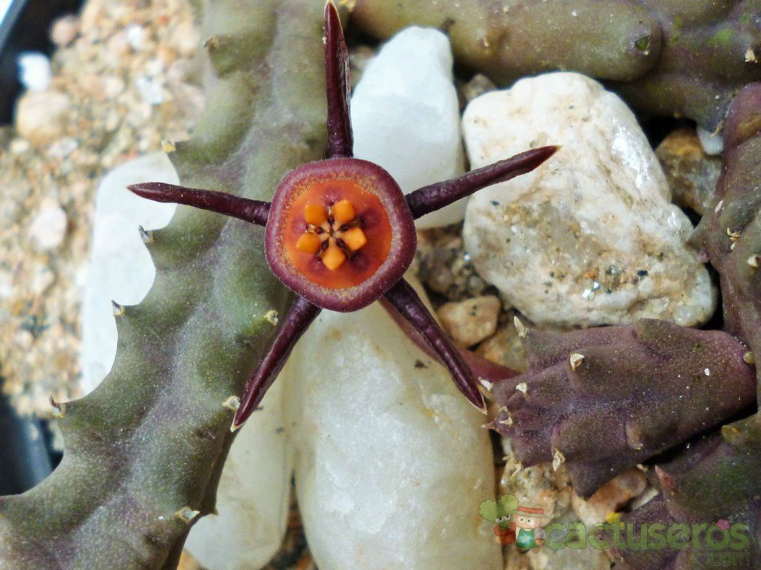 A photo of Duvalia caespitosa var. compacta
