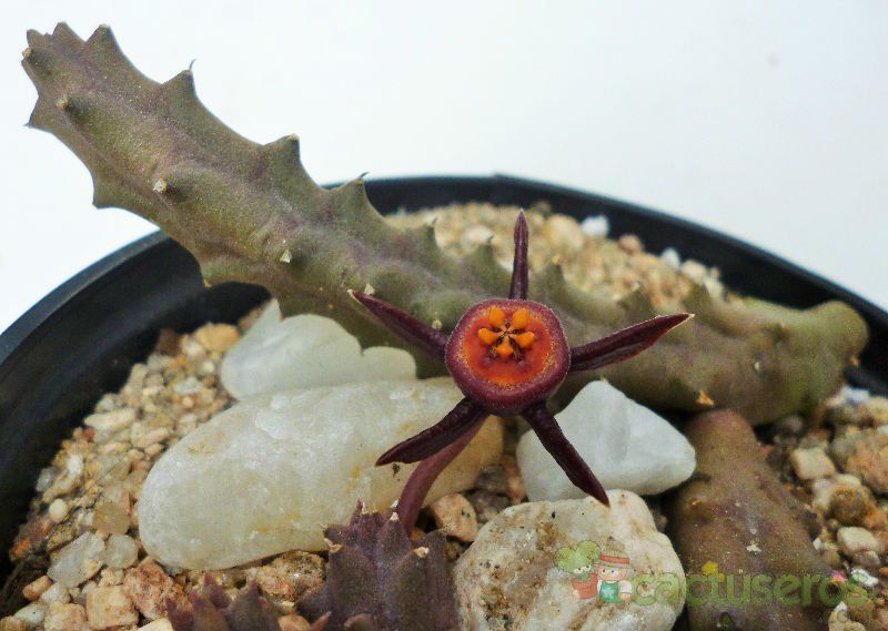 A photo of Duvalia caespitosa var. compacta