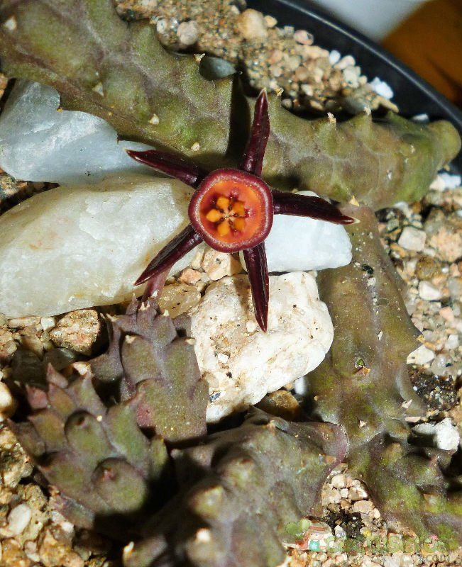 A photo of Duvalia caespitosa var. compacta