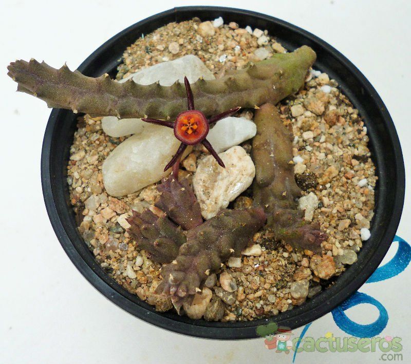 A photo of Duvalia caespitosa var. compacta
