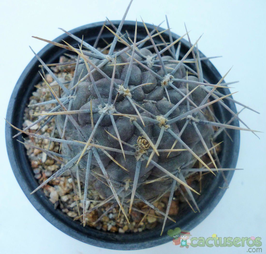 A photo of Gymnocalycium gibbosum