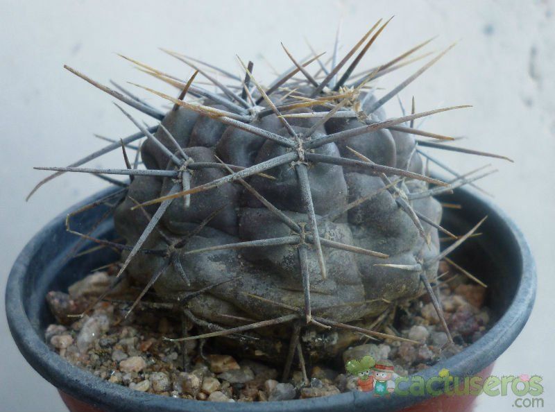 A photo of Gymnocalycium gibbosum