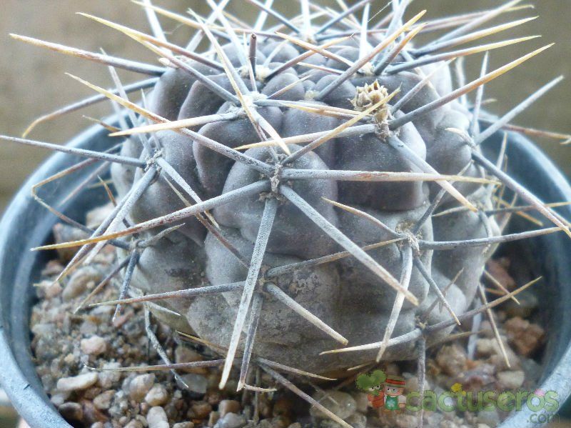 A photo of Gymnocalycium gibbosum