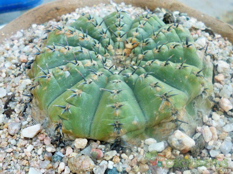 A photo of Gymnocalycium bodenbenderianum