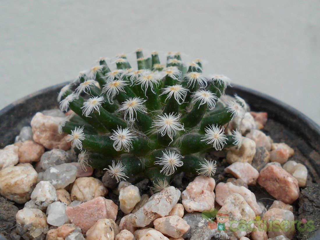 Una foto de Mammillaria schiedeana