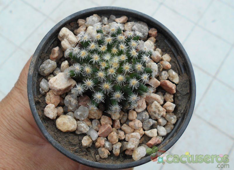 Una foto de Mammillaria schiedeana