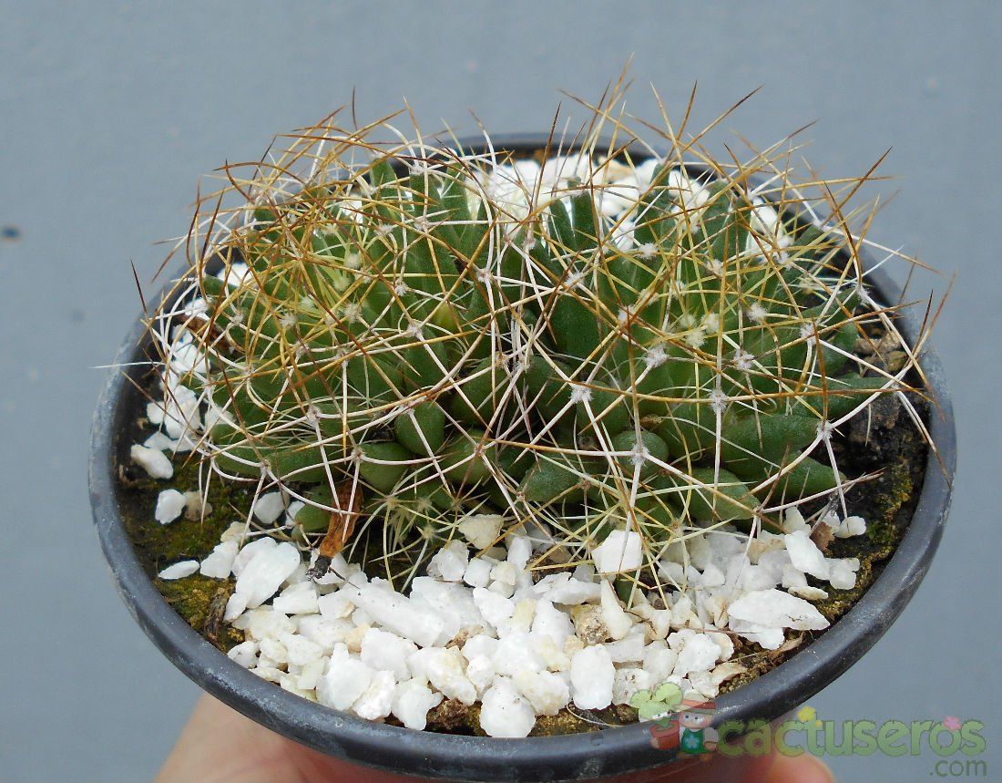 Una foto de Mammillaria decipiens ssp. camptotricha