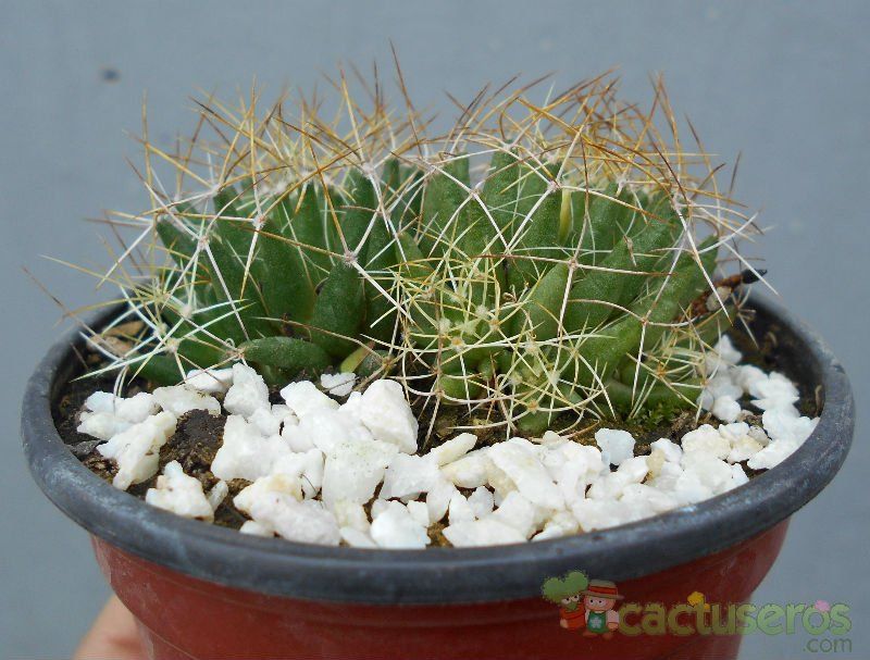 Una foto de Mammillaria decipiens ssp. camptotricha