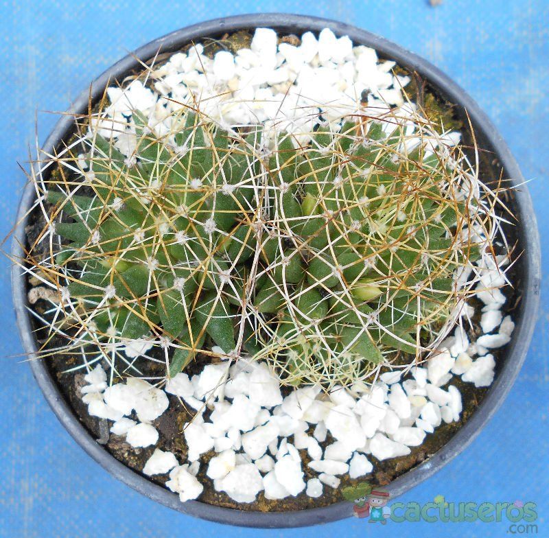 Una foto de Mammillaria decipiens ssp. camptotricha