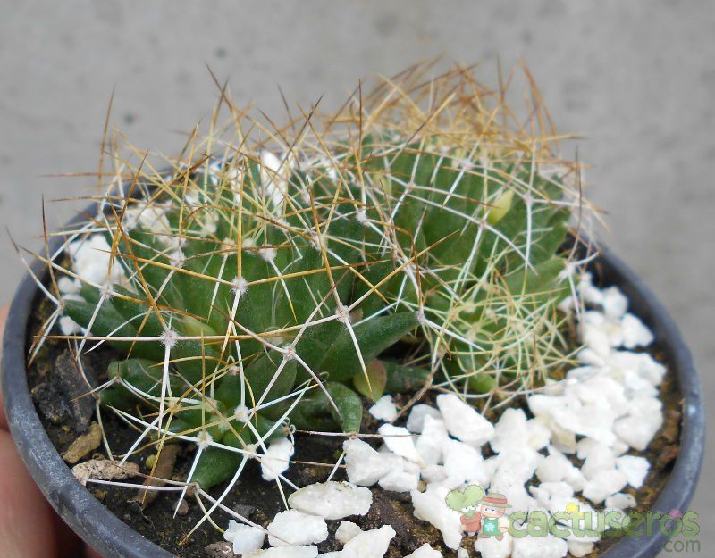 Una foto de Mammillaria decipiens ssp. camptotricha