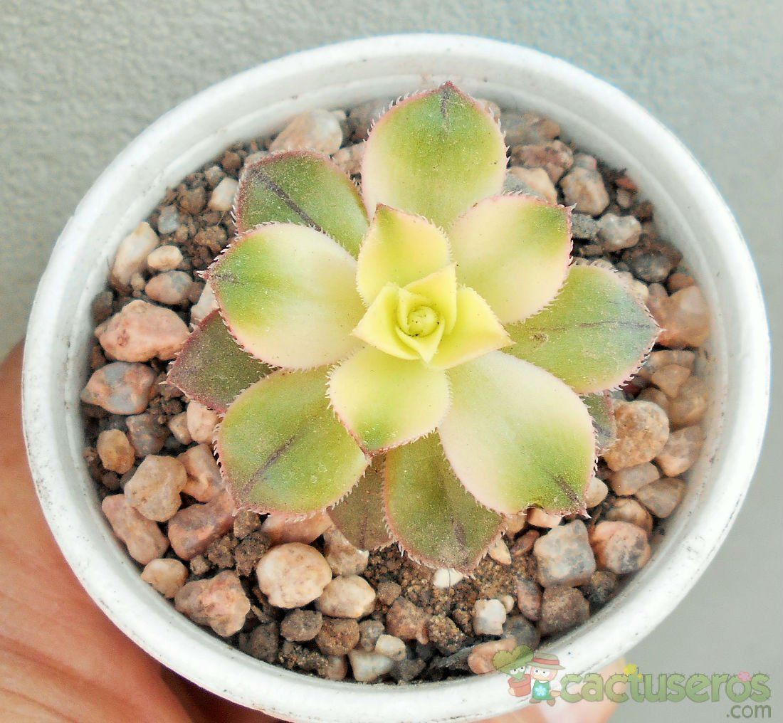 Una foto de Aeonium haworthii cv kiwi