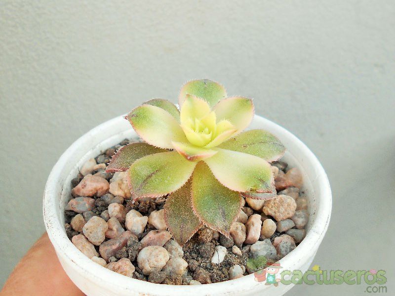 Una foto de Aeonium haworthii cv kiwi