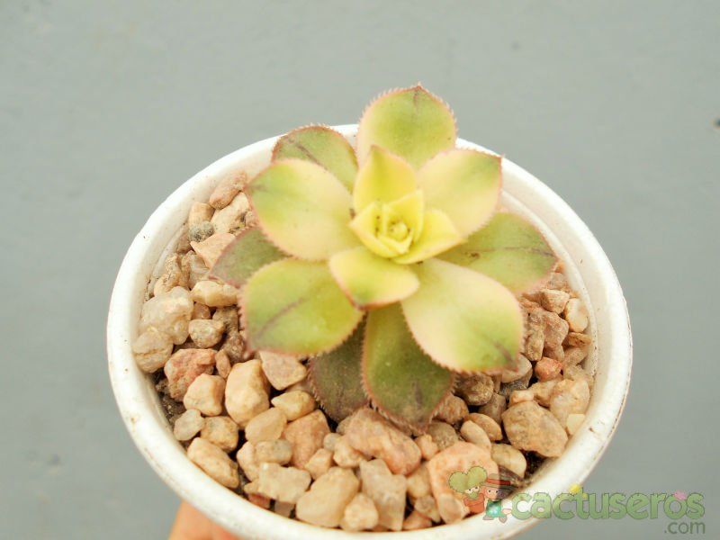 Una foto de Aeonium haworthii cv kiwi