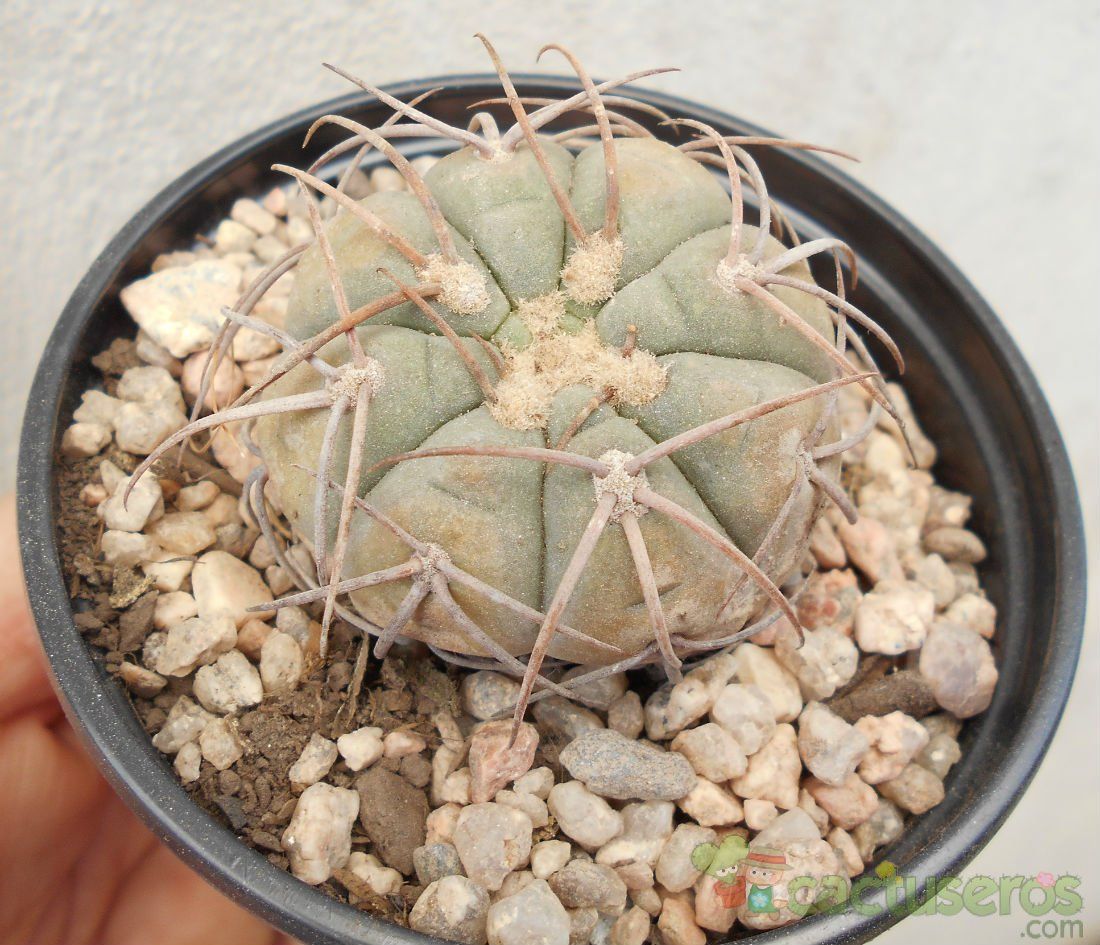 A photo of Gymnocalycium spegazzinii