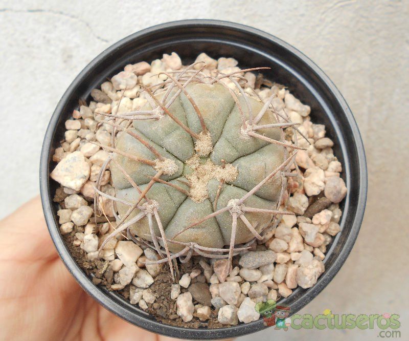 A photo of Gymnocalycium spegazzinii