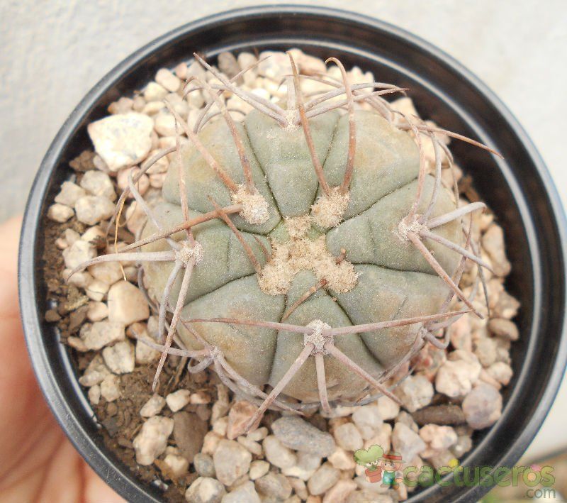 A photo of Gymnocalycium spegazzinii