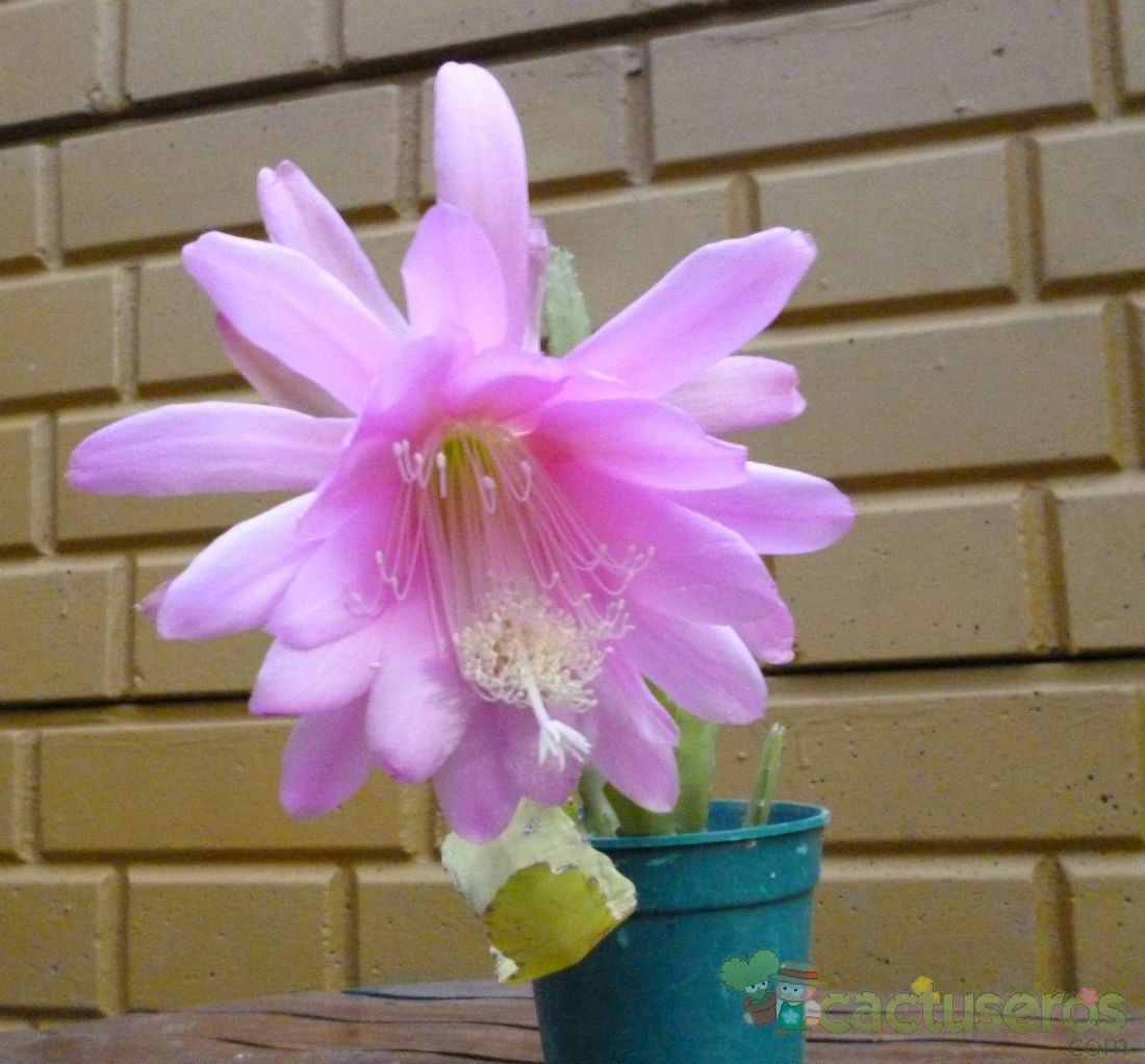 Una foto de Epiphyllum cv. Pink