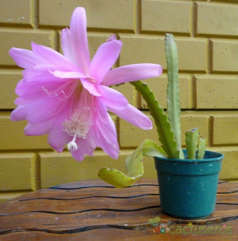A photo of Epiphyllum cv. Pink