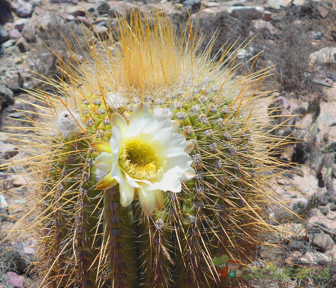 A photo of Echinopsis atacamensis ssp. pasacana