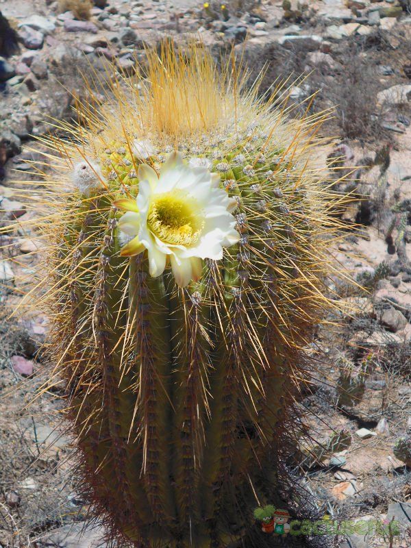 A photo of Echinopsis atacamensis ssp. pasacana