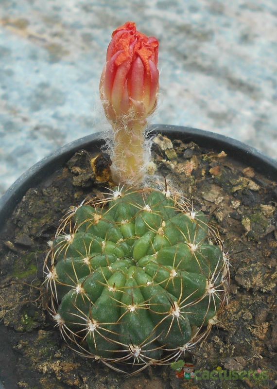Una foto de Echinopsis ancistrophora subsp. pojoensis