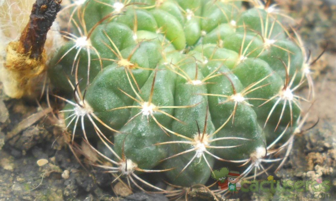 Una foto de Echinopsis ancistrophora subsp. pojoensis