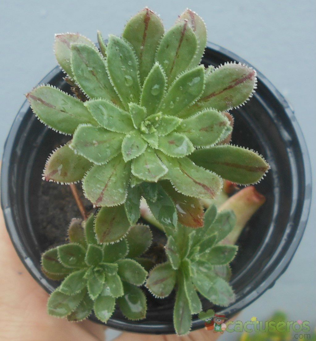 Una foto de Aeonium x barbatum (A simsii x A spathulatum)