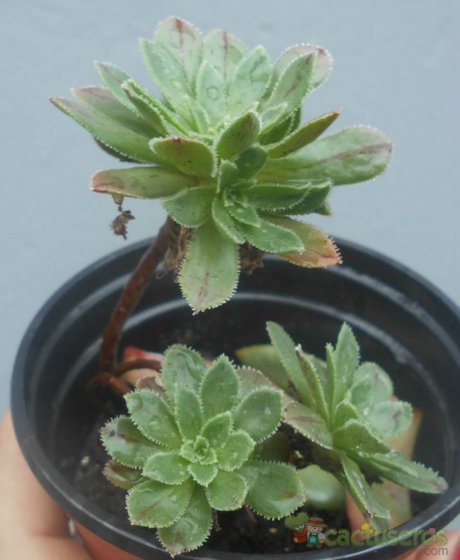 A photo of Aeonium x barbatum (A simsii x A spathulatum)
