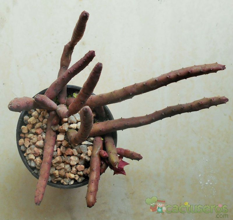 A photo of Huernia pendula