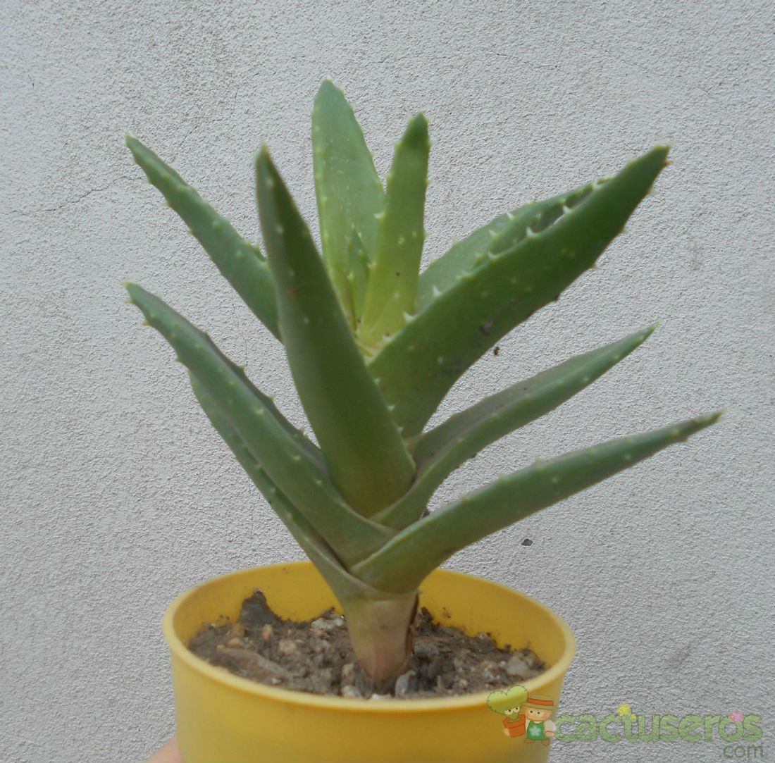 A photo of Aloe perfoliata 