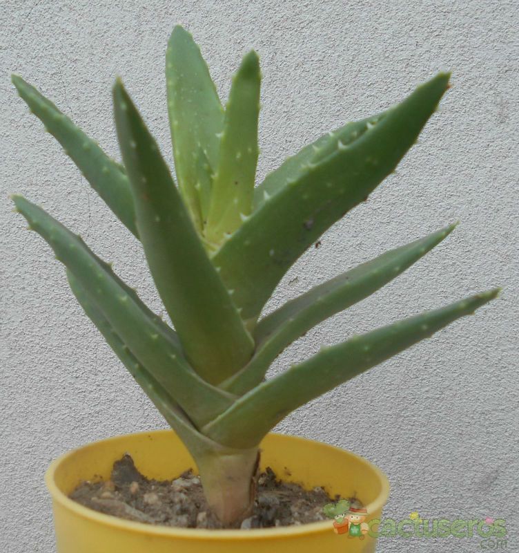 A photo of Aloe perfoliata 