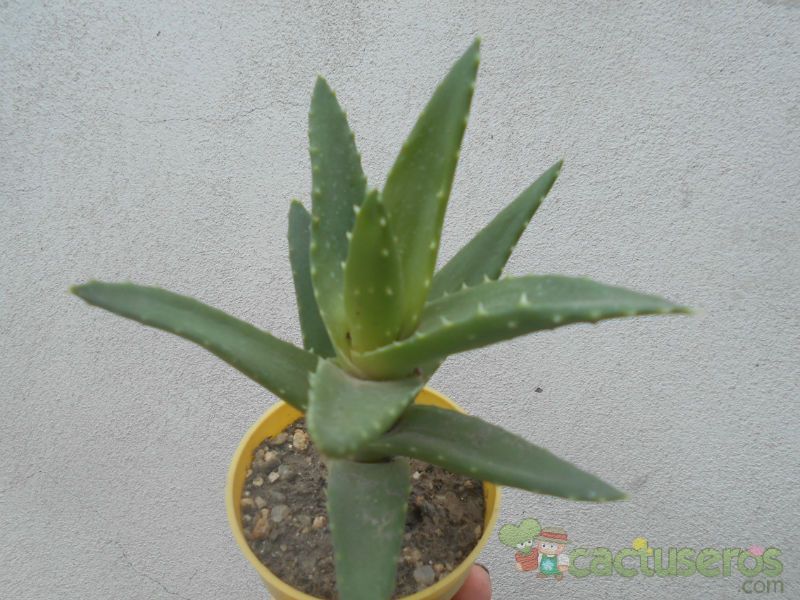 A photo of Aloe perfoliata 