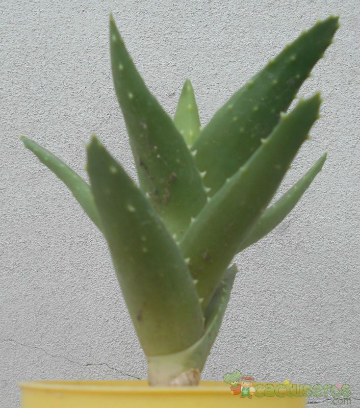 A photo of Aloe perfoliata 