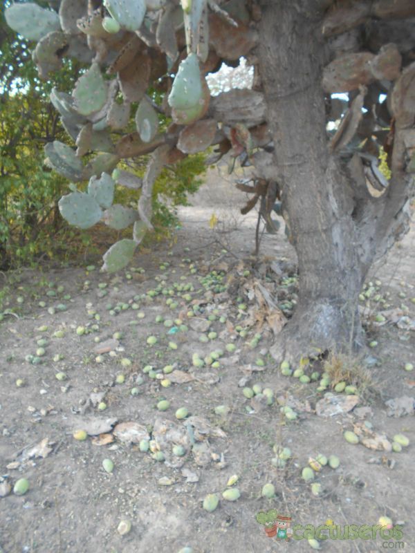 Una foto de Opuntia quimilo