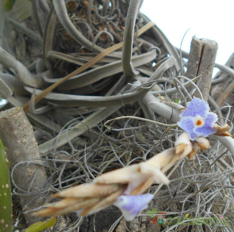 Una foto de Tillandsia reichenbachii  