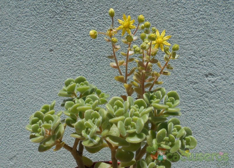 A photo of Aichryson tortuosum  