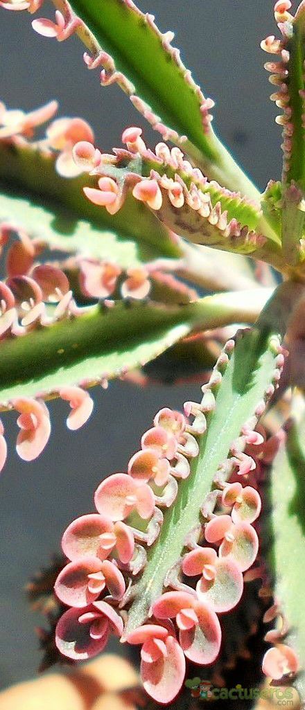 Una foto de Bryophyllum x houghtonii cv. Pink Butterflies 