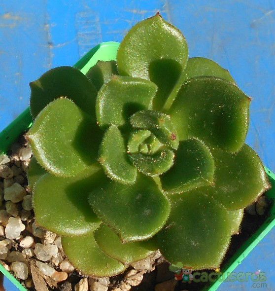 Una foto de Echeveria Moovisii (E. multicaulis x E. setosa) (HIBRIDO)