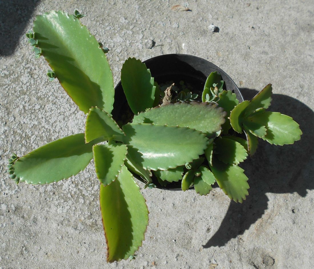 Una foto de Bryophyllum laetivirens