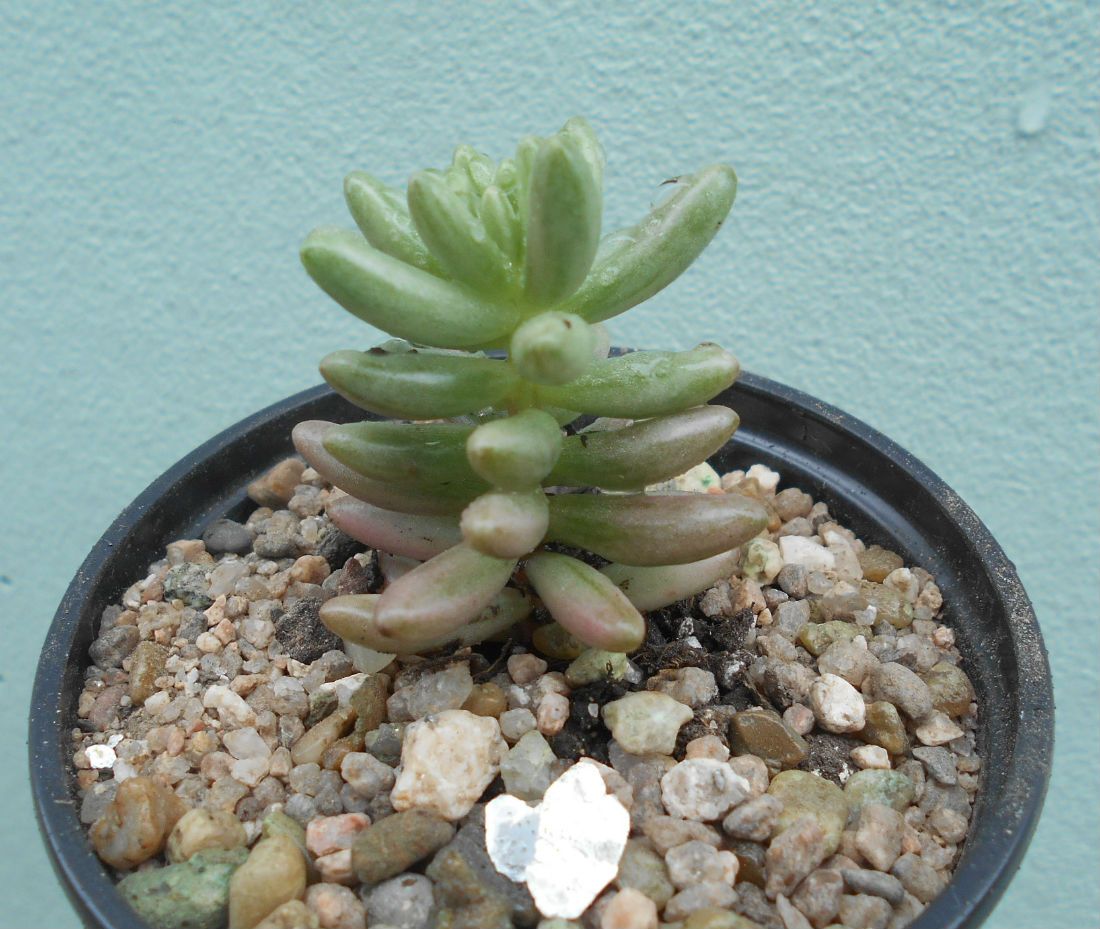 A photo of Sedum rubrotinctum cv. aurora
