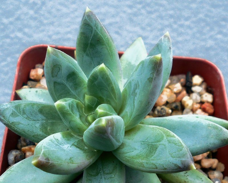 A photo of Pachyveria Bea (Pachyphytum compactum x Echeveria sp) (Hibrido)