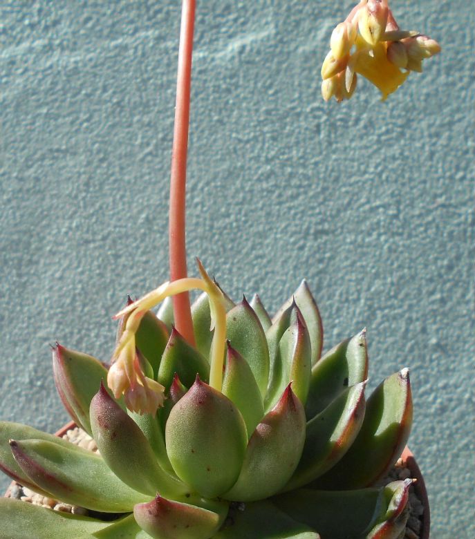 Una foto de Echeveria cimette (E. pulidonis x E. agavoides) (HIBRIDO)