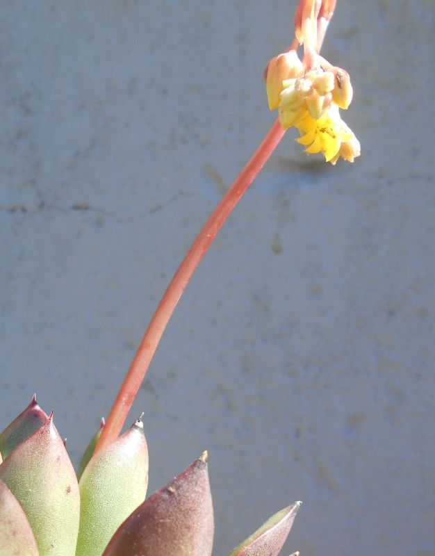 Una foto de Echeveria cimette (E. pulidonis x E. agavoides) (HIBRIDO)