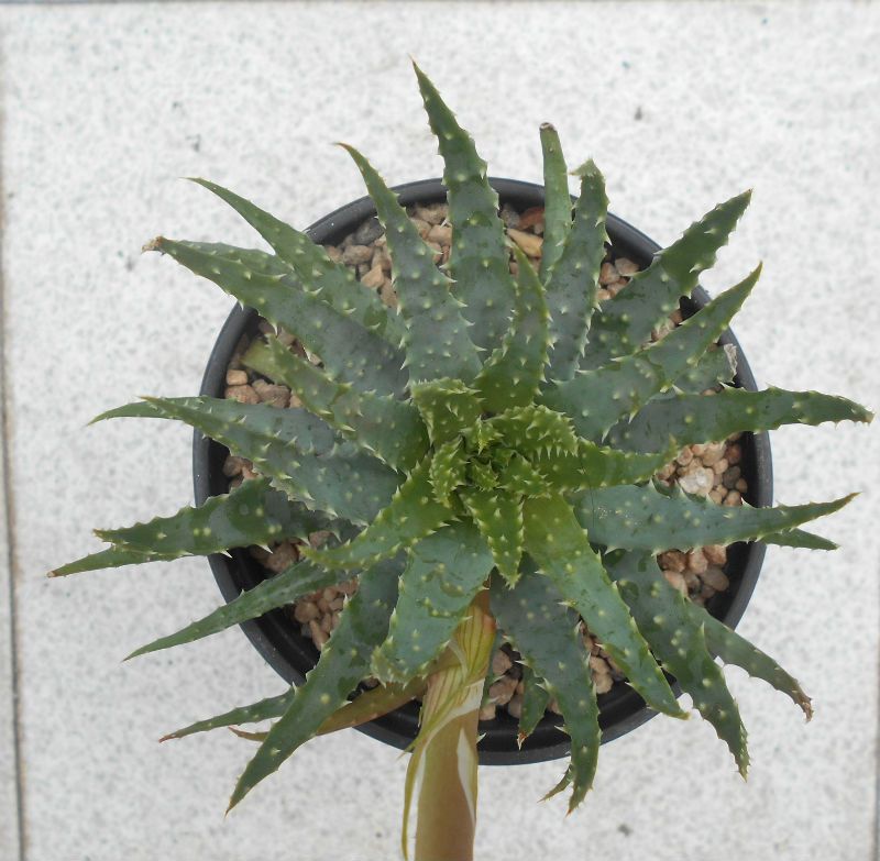 A photo of Aloe humilis  