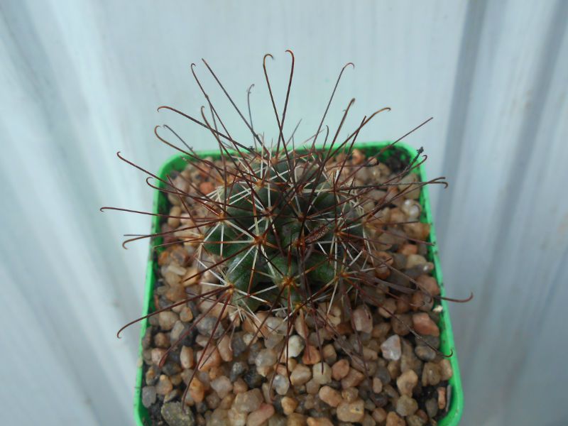 A photo of Coryphantha odorata
