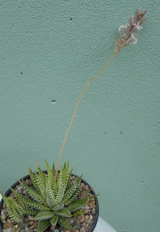 Una foto de Haworthia fasciata
