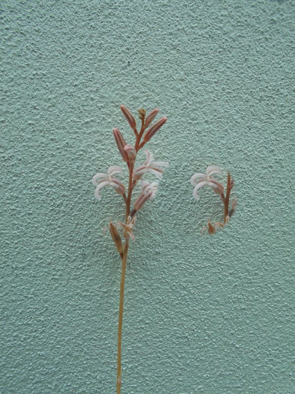 A photo of Haworthia fasciata